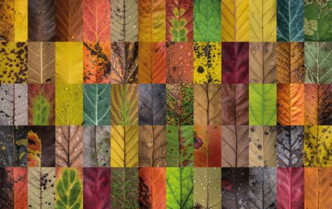 leaves_7-800x503.jpg